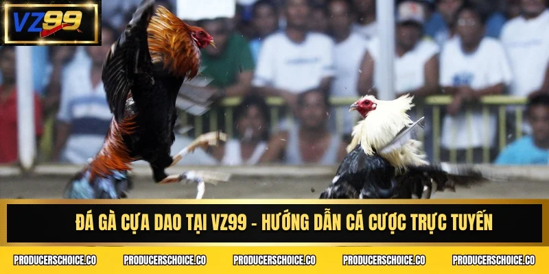 Đá gà cựa dao